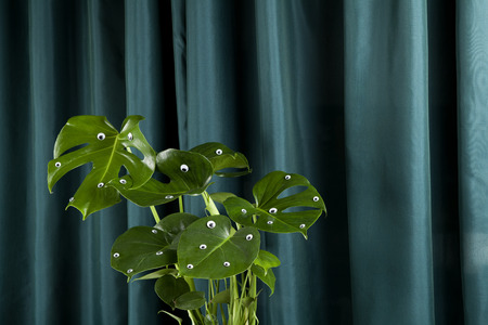 quirky and freak monstera deliciosa plant with numerous eyes on a green curtain background. Gradient and tones on tones. Minimal funny and quirky pop still life photographyの写真素材