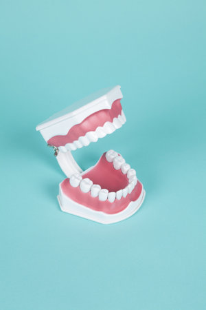 plastic dentures to study the anatomy of the mouth on a turquoise background. Minimal and creative color still life photographyの写真素材