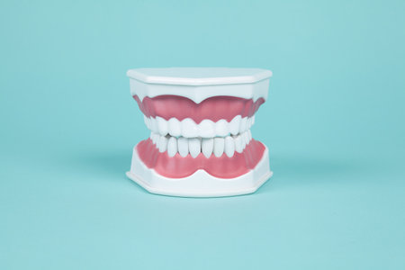 plastic dentures to study the anatomy of the mouth on a turquoise background. Minimal and creative color still life photographyの写真素材