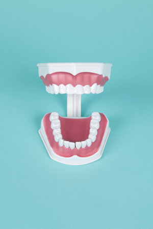 plastic dentures to study the anatomy of the mouth on a turquoise background. Minimal and creative color still life photographyの写真素材