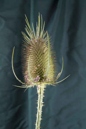 a single thistle stalk in front of a background of green curtains. Minimal color still life photography.の写真素材