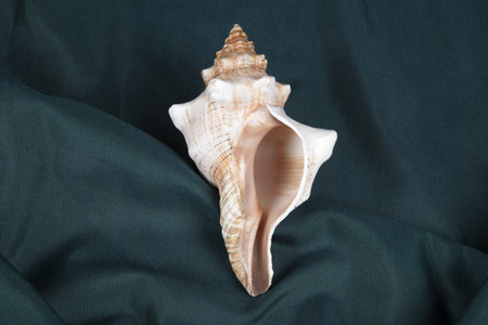 a conch shell on a green wavy curtain. Minimal color style life photography