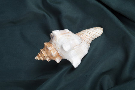 a conch shell on a green wavy curtain. Minimal color style life photographyの写真素材