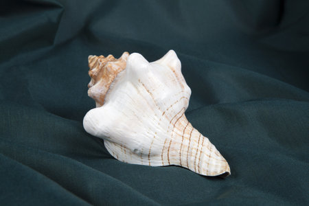 a conch shell on a green wavy curtain. Minimal color style life photographyの写真素材