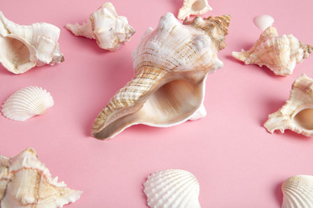 Many conch shells on a pink background. Flat composition. Minimal color style life photography