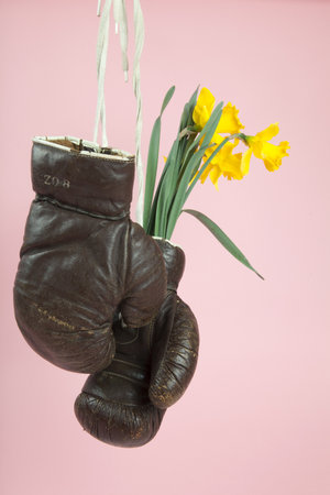 a pair of old boxing gloves hacked to become a vase with narcissus flowers inside hung in front of a candy-pink background. Minimal and quirky color still life photographyの写真素材