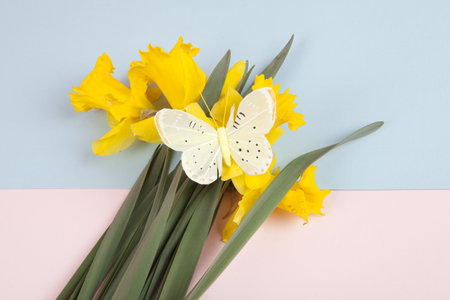 a bouquet of daffodils with a butterfly on it picked in the garden and placed on a blue and pink background. Vivid colors and minimal pop art photography.の写真素材