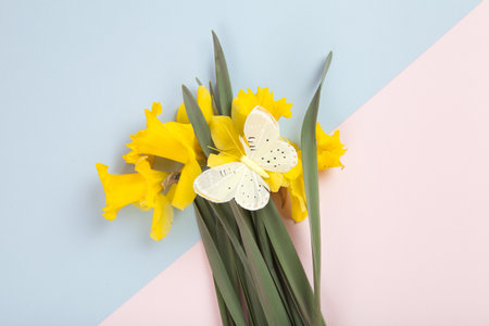 a bouquet of daffodils with a butterfly on it picked in the garden and placed on a blue and pink background. Vivid colors and minimal pop art photography.の写真素材