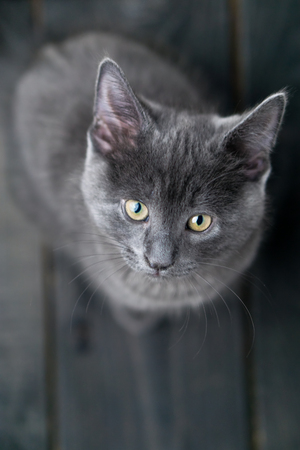 Cute grey kitty looking up. This adorable domestic pet has a beautiful soft grey fur coat. The small young cat is sitting on a dark wooden background.の写真素材