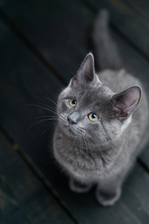Charming grey kitty looking up. This adorable domestic pet has a beautiful soft grey fur coat. The small young cat is sitting on a dark wooden background.の写真素材