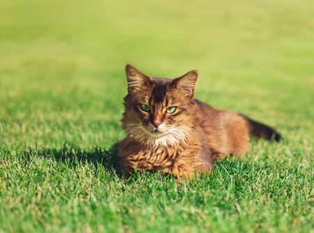 Pretty cat lying in green grass outdoor. The Somali cat breed is a beautiful domestic feline. They are smart, very social and they enjoy playing outside. These cute cats are ideal family pets.の写真素材