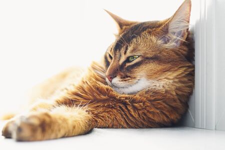 Sleepy cat lying on bright window sill indoor. The Somali cat breed is a beautiful domestic feline. They are smart, very social and they enjoy playing outside. These cute cats are ideal family pets.の写真素材