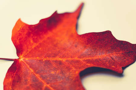 Close-up selective focus macro photo of the midrid vein, from a canadian maple tree leaf, which...