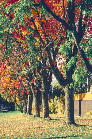 Fall leaves path with trees in a line. Dead leaves covering a path under trees, a classic autumn outdoor sight. Fall season is rainy, but the beautiful red, orange and yellow leaves are mood lifters!の写真素材