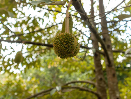 durian fruit on the tree in the garden, Thailand.