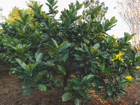 A bunch of green coffee beans are hanging from a tree. The beans are small and green, and they are...