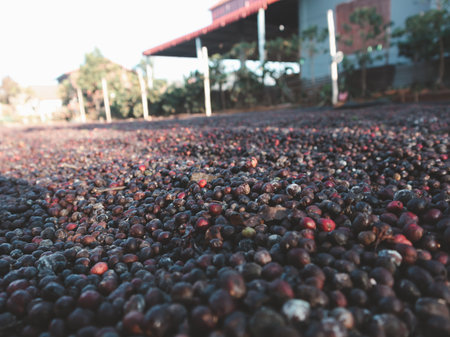 Coffee cherries dry on flat screenの写真素材