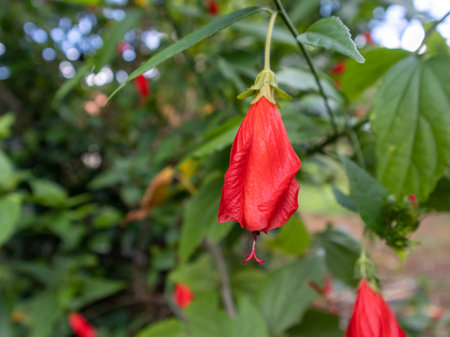 captures the vividness and allure of the red flower, making it an appealing choice for stock imagery.の写真素材