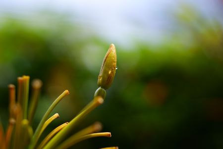 outstanding Calyx which going to growの写真素材