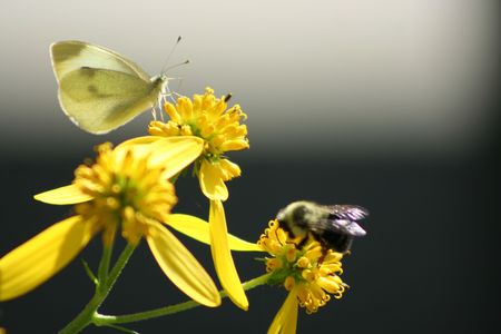 A Butterfly and a beeの写真素材