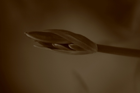 A summer flower before it bloomsの写真素材