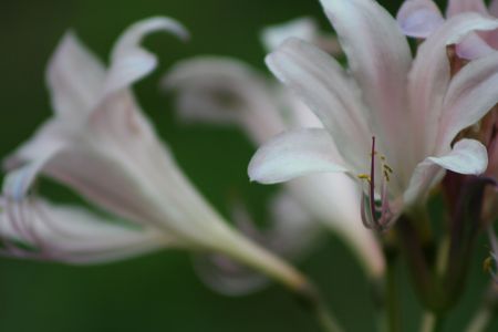 summer flowers in bloomの写真素材