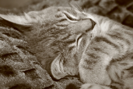 A kitten resting. の写真素材