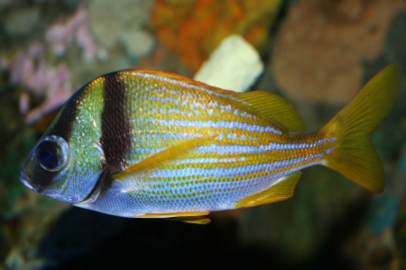 A bright fishの写真素材