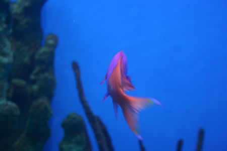 A fish swimming away
