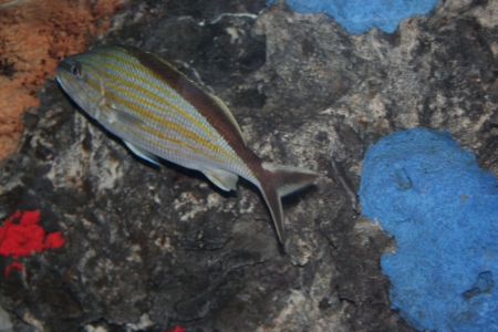 A carribian fish