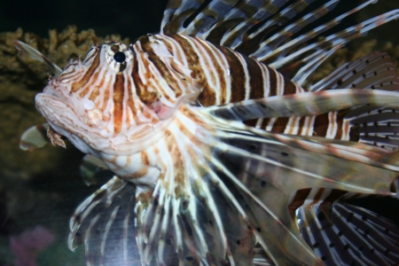A striped fishの写真素材