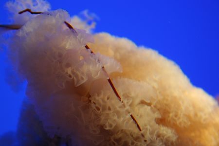 A part of a jellyfish