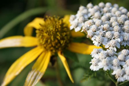 Two summer flowersの写真素材