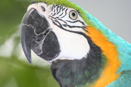 A close up of a green macaws faceの写真素材