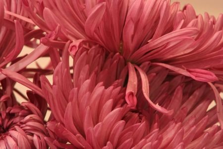A group of spider mums
