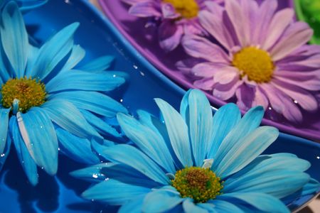Purpe, blue and green dasies