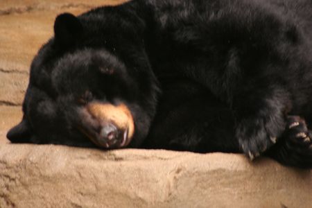 A sleeping black bearの写真素材
