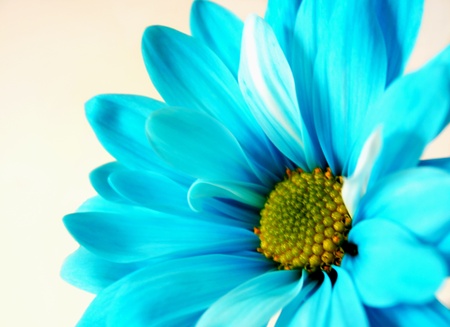 Blue daisyの写真素材