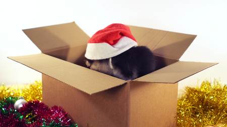 Cute puppy sits in gift box with Christmas and New Year decorations.の写真素材