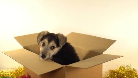 Beatiful puppy sits in a postage box with Christmas and New Year decorations.の写真素材