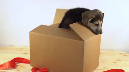 Little puppy dog crawls out postage box with red ribbon.の写真素材