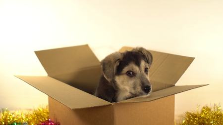Small puppy dog sits in mailing box with Christmas and New Year decorations.の写真素材