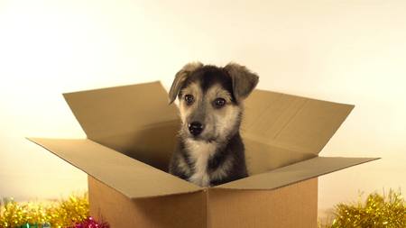 Small puppy dog sits in mailing box with Christmas and New Year decorations.の写真素材