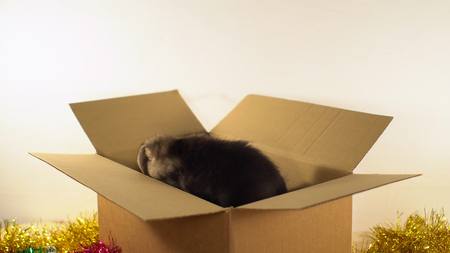 Cute puppy dog sits in mailing box with Christmas and New Year decorations.の写真素材
