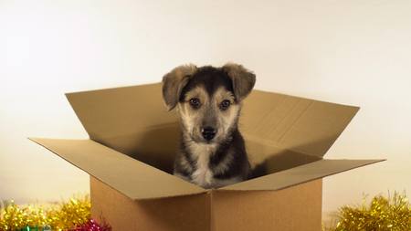 Cute puppy dog sits in mailing box with Christmas and New Year decorations.の写真素材