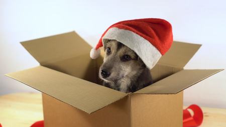 Cute puppy dog in Santa hat sits in a cardboard box with red ribbon.の写真素材