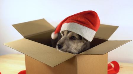 Cute puppy dog in Santa hat sits in a cardboard box with red ribbon.の写真素材
