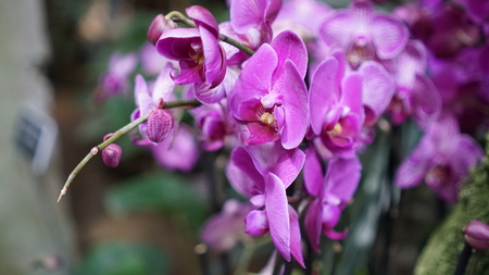 Beautiful blooming orchid flower in the garden with natural green floral background. Amazing plants for postcard and agriculture design with space for text. Phalaenopsis orchid.の写真素材