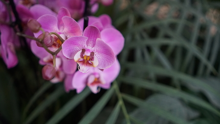 Beautiful blooming orchid flower in the garden with natural green floral background. Amazing plants for postcard and agriculture design with space for text. Phalaenopsis orchid.の写真素材