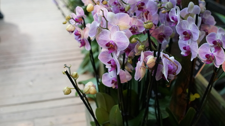 Beautiful blooming orchid flower in the garden with natural green floral background. Amazing plants for postcard and agriculture design with space for text. Phalaenopsis orchid.の写真素材